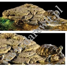 zolw-wodny-potrzebuje-wyspy-w-akwaterrarium