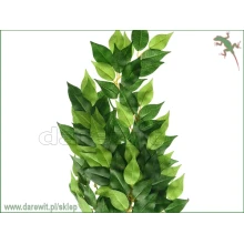 exo-terra-silk-ficus-fikus-roslina-do-terrarium-gadow