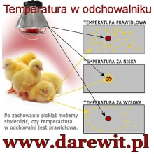 Temperatura w odchowalni ptaków