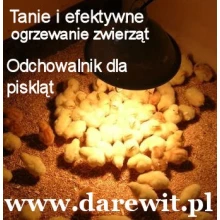 jak ogrzewać pisklęta po kluciu