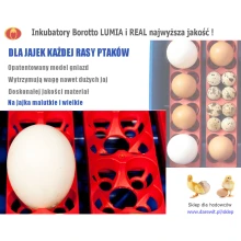 BOROTTO Inkubatowy LUMIA i REAL Highest quality