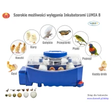 Borotto Lumia 8 Inkubator wylęgarka klujnik możliwości