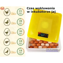 czas-wykluwania-w-inkubatorze-jaj