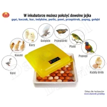 inkubator-wylęgacz-klujnik-jaj