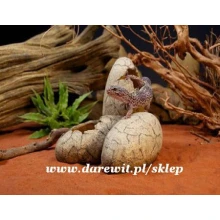 EXO TERRA DINOSAUR EGGS - jaja dinozaura sklep darewit.pl