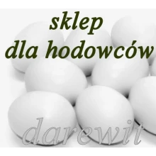 jajka sztuczne duża kura super jakość
