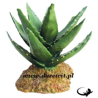  KAKTUS Agawa 12cm do terrarium pustynnego