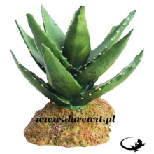  KAKTUS Agawa 12cm do terrarium pustynnego