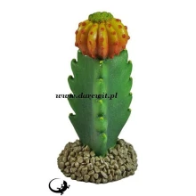 Escobaria 18cm stojący wysoki kaktus terrarium