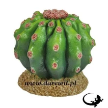 mały okrągły kaktus do terrarium