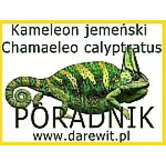 Hodowla kameleona, jak? Poradnik darewit