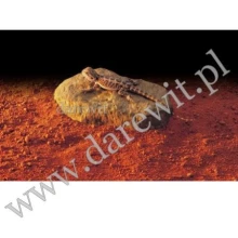 kamien-grzewczy-do-terrarium-agamy-gekona kamien-grzewczy-do-terrarium-agamy-gekona