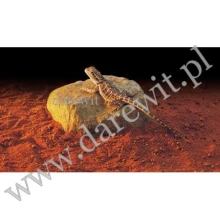 kamien-terraryjny-do-ogrzania-jaszczurek