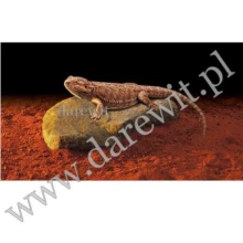 EXO-TERRA-kamien-grzewczy-dla-agam-gekona-weza EXO-TERRA-kamien-grzewczy-dla-agam-gekona-weza