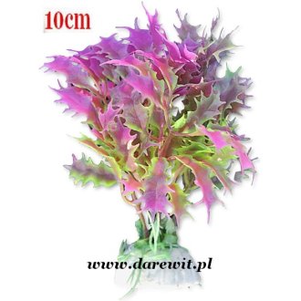 Kolorowy Oset roślina do terrarium 10cm 1B/12k