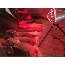 lampa-grzewcza-dla-miotu-psa