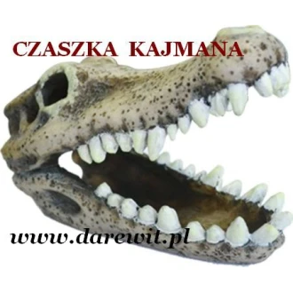 Kajman czaszka do terrarium
