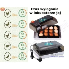 czas-wylegania-inkubator-na12-jaj