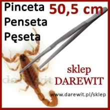 Penceta 50 cm Największa skorpion