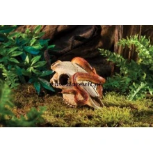 czaszka-bawola-w-terrarium-zdobi czaszka-bawola-w-terrarium-zdobi