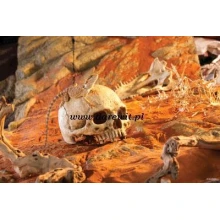 kryjowka-do-terrarium-czaszka-prmate-skull