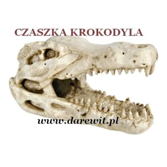Czaszka krokodyl do terrarium ozdoba