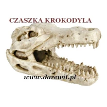 Czaszka krokodyl do terrarium ozdoba