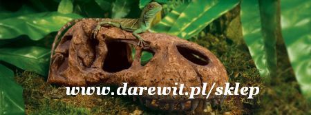 ozdobna kryjówka czaszka T rex Exo terra - sklep darewit