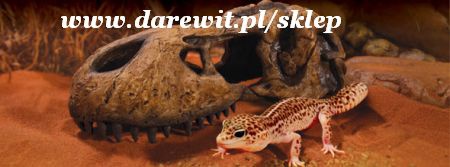 super czacha T-REX jako ozdoba - sklep darewit