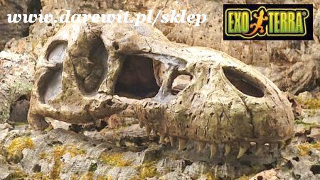 Exo-terra czaszak T-rex - sklep darewit