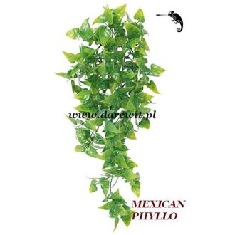roślina do terrarium Mexican Phyllo