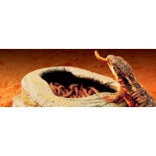 Miska WORM DISH na żywe mączniki