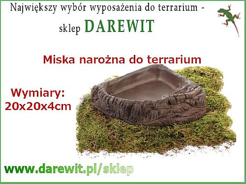 narożna miska na wodę do terrarium