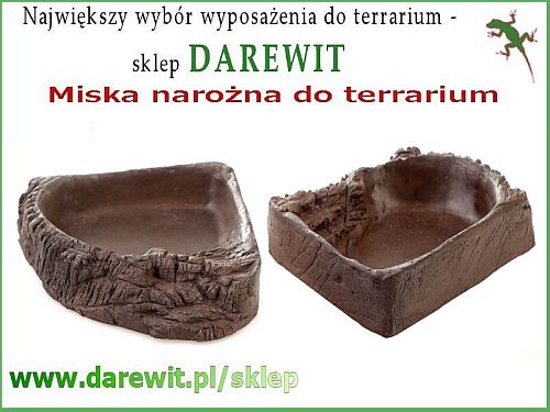 narożnikowa miska do terrarium 