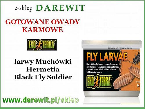 Pokarm dla gadów larwy muchy Hermetia
