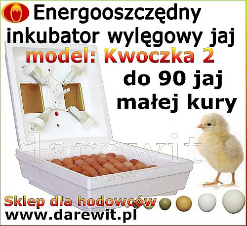 Inkubator elektroniczny do jaj Kwoczka 2, domowy aparat lęgowy energooszczędny