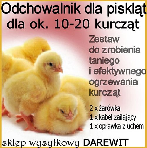 Strona z grubymi pisklętami