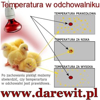 Jak sprawdzić czy ptaki nie marzną?