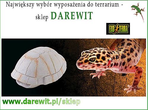kryjówka Szkielet Żółwia