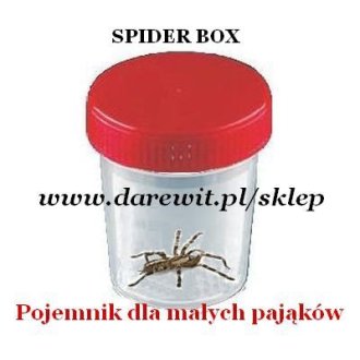 spider box przezroczysty