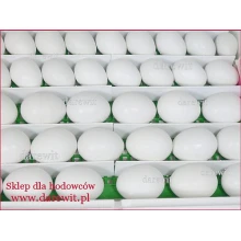 Wylęganie w naturalnej pozucji jajka