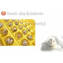 Możliwość inkubacji przepiórek