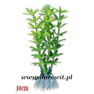Zielona roślina do terrarium 