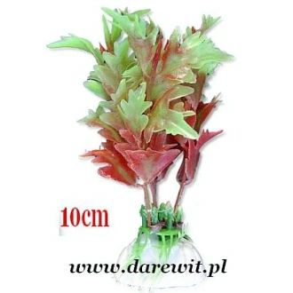 roślina terrarystyczna 10cm