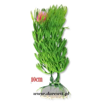 roślina do terrarium akwarium 10cm