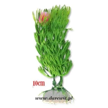 roślina do terrarium akwarium 10cm roślina do terrarium akwarium 10cm