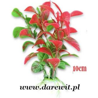 Roślina do terrarium tropikalnego i stepowego 10cm 1B/03k