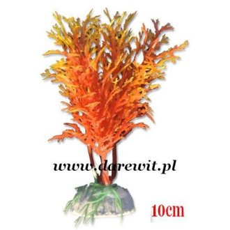 Roślina krzewiasta terra Desert 10cm 1B/22k