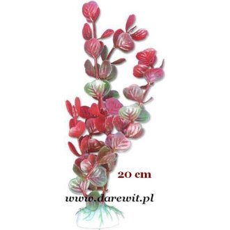 Roślina zielono-czerwona liście półokrągłe 20cm 2B/53k