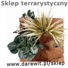 rośliny w terrarium na tle kokosowym rośliny w terrarium na tle kokosowym